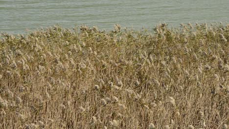 rush field, near a lake