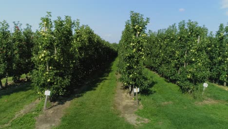 drone view of apple trees in the orchard