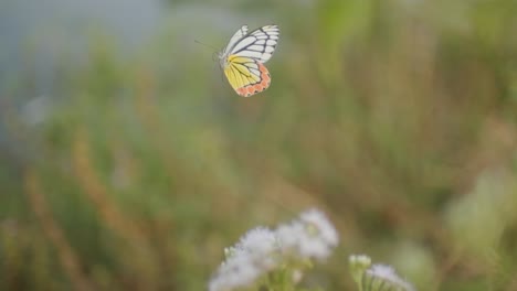 beautiful jezebel butterfly taking off from a flower slow motion