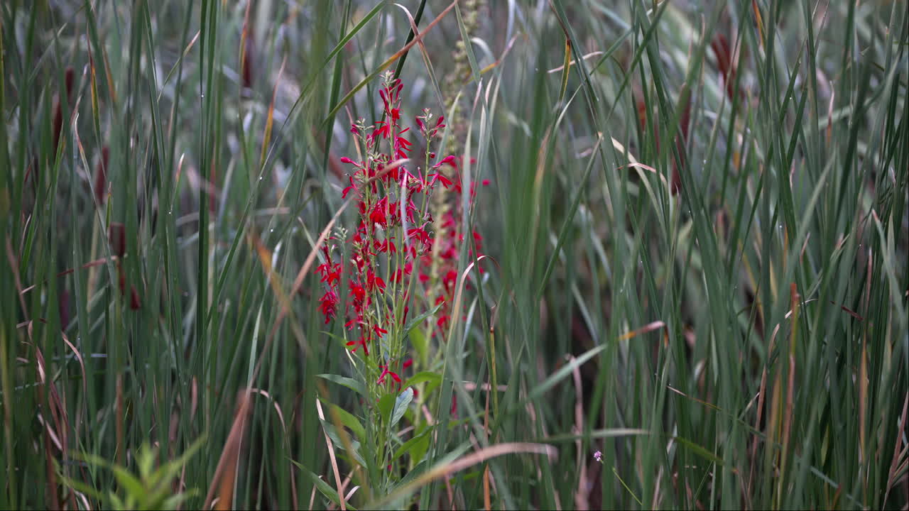 Vibrant Cardinal Flower Amidst Green Reeds