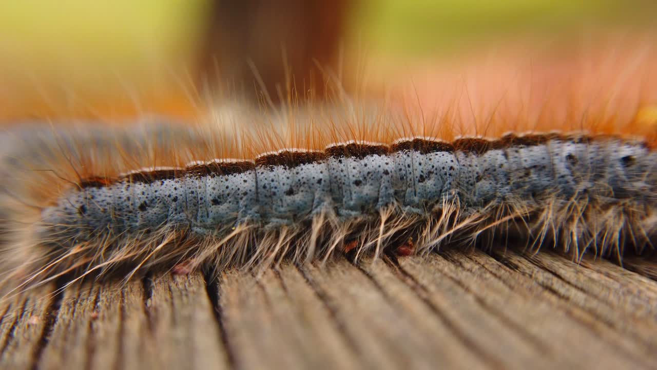 극단적인 거시적 클로즈업과 서부 텐트 애벌레 나방의 극단적인 슬로우 모션