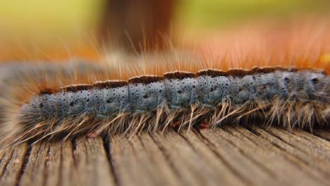 Extreme-Makro-Nahaufnahme-Und-Extreme-Zeitlupe-Einer-Westlichen-Zelt-Raupenmotte,-Die-Hinter-Einer-Anderen-Vorbeigeht