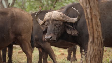 el búfalo del cabo africano macho oscuro mastica cud y mira directamente a la cámara