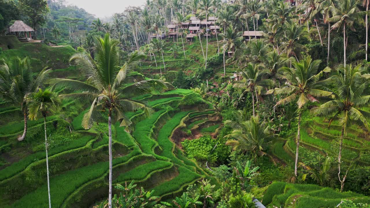 La Terrazza di Riso di Tegalalang a Bali risplende in vivaci tonalità smeraldo mentre le riprese con drone catturano la luce del sole mattutina che si diffonde attraverso profonde valli, alte palme e risaie tropicali splendidamente stratificate.