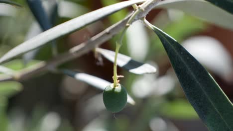 Single-green-olive-growing-on-olive-branch-of-tree-in-sun,static-close-up-shot