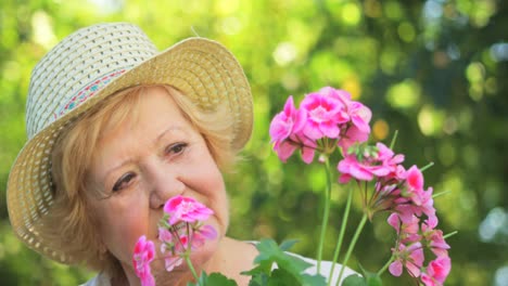 senior woman examining pot plant in garden