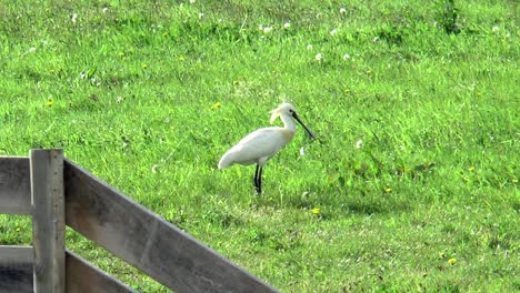 Ruhender-Löffler-Steht-Auf-Einer-Wiese