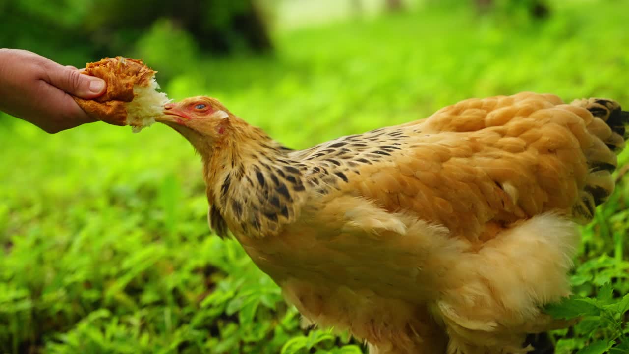 Brahma chicken walking confidently across vibrant grass field under sunlight on farm