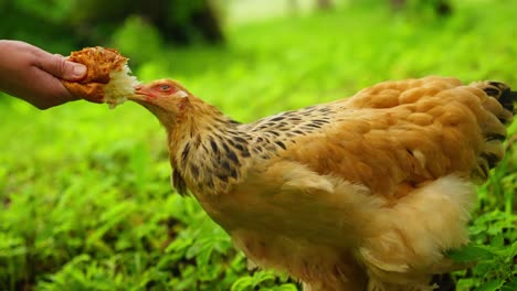brahma chicken walking confidently across vibrant grass field under sunlight on farm