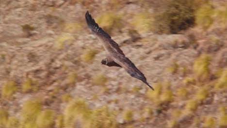 Fantastic-Closeup-tracking-of-Andean-Condor-mid-air,-banking-left-and-right-with-help-of-its-tail