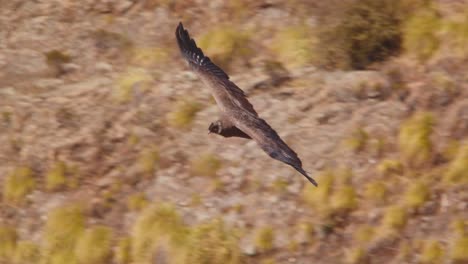 fantastic closeup tracking of andean condor mid air, banking left and right with help of its tail