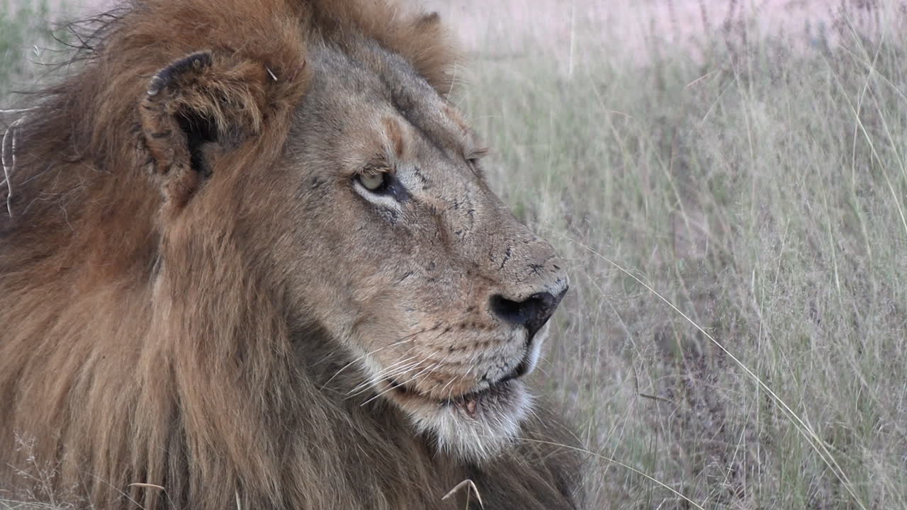 primer plano de un león macho mirando hacia la distancia mientras el viento sopla la hierba alta