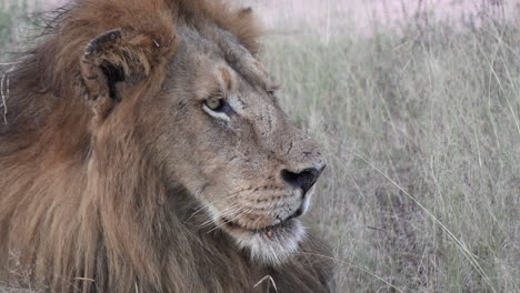 closeup of male lion staring off into distance as wind blows tall grass