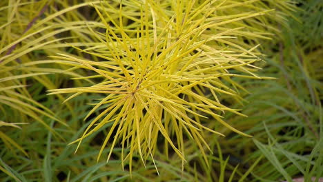 close-up of bluestar plant  in autumn