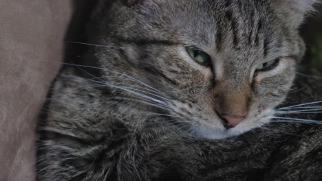 macro close up shot of tabby cat lying on sofa with attentive eyes