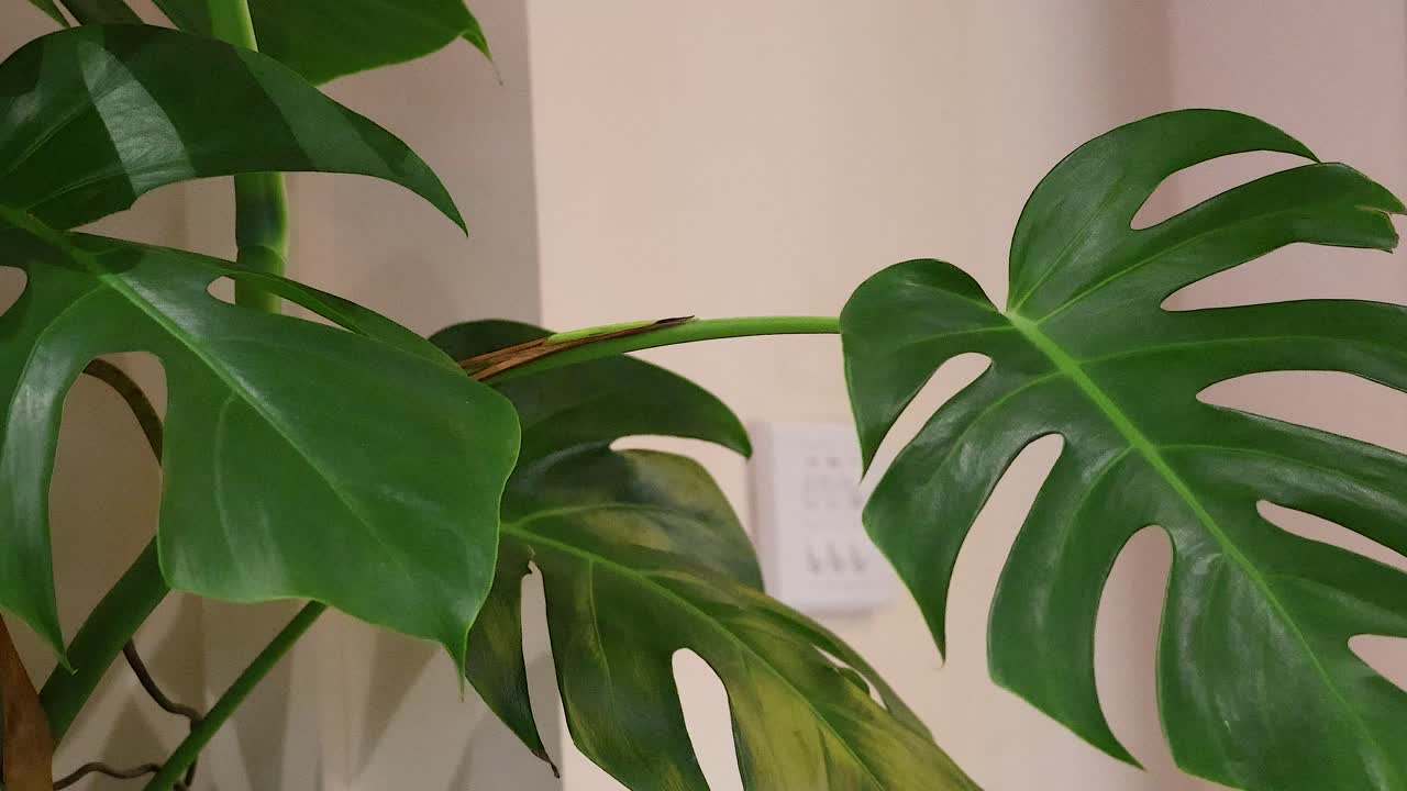 planta de monstera en un entorno interior de hanoi