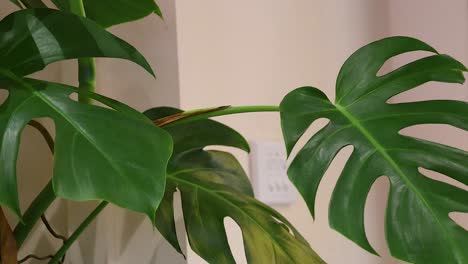 monstera plant in a hanoi interior setting