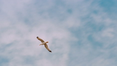 sea gulls flying in the blue sunny sky