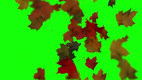 animation of falling leaves loop autumn