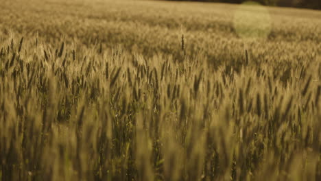 el campo de trigo dorado