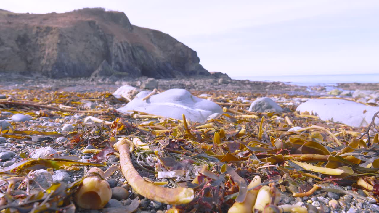 View Across Rocky Welsh Beach in Pembrokeshire with Washed Up Seaweed and Pebbles with Cliff Coastline in Background.