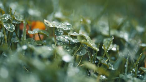 una foto macro de hojas de trébol y hierba con gotas de rocío