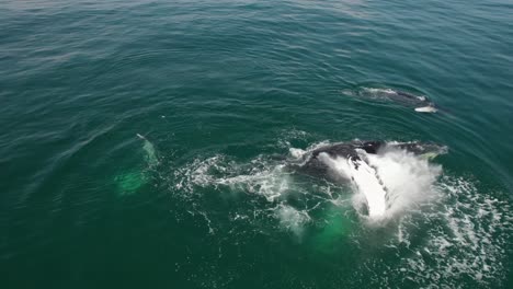 Ballena-Madre-Y-Bebé-Golpeando-El-Agua-Aleta-Caudal-De-Costa-Rica