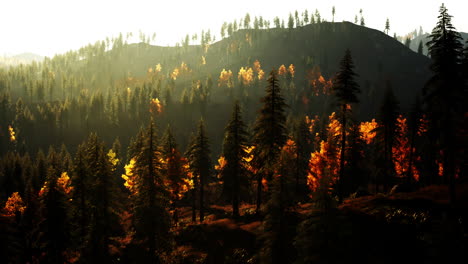 autumn forest sunrise