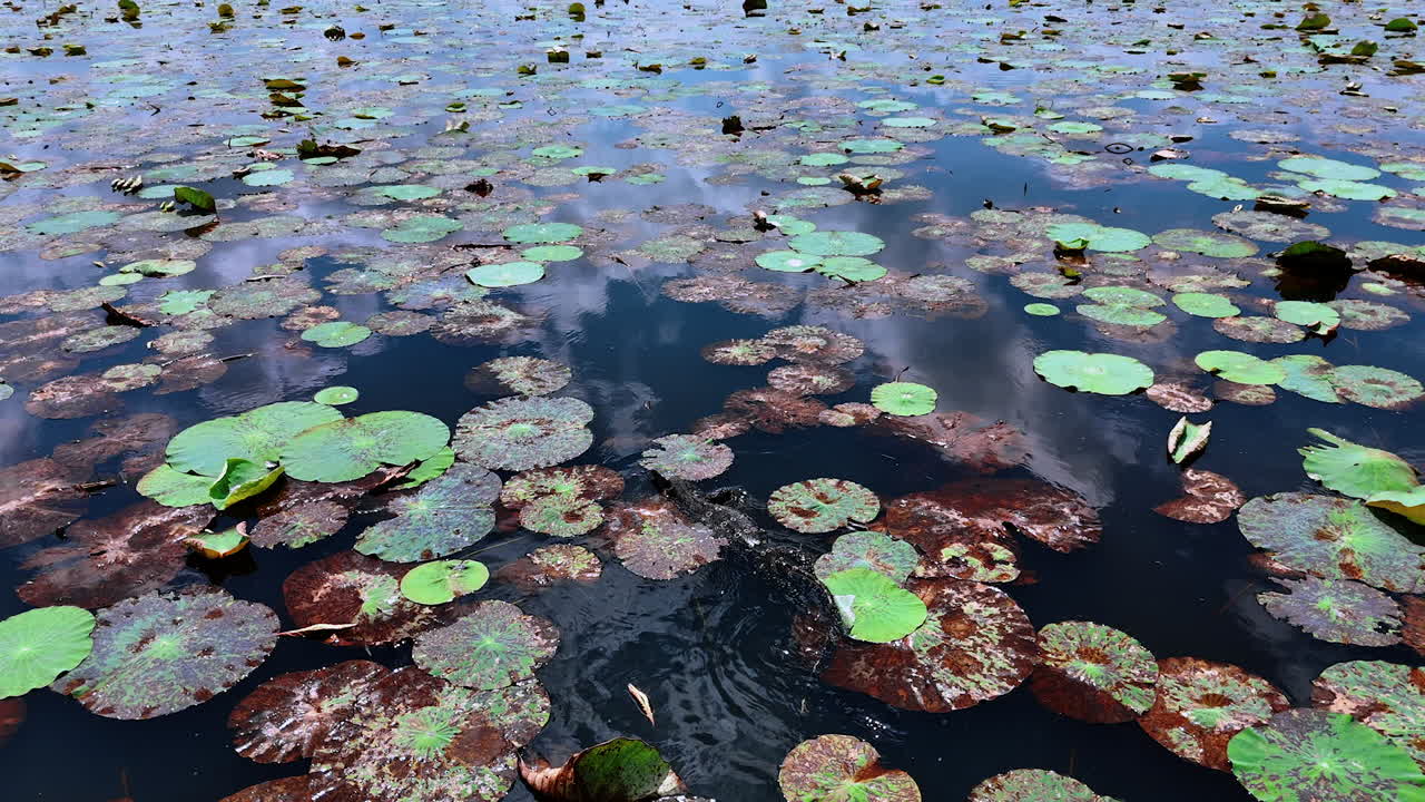Quick varanus Salvator swimming among the water lilies in the river. Sri Lanka reptile floating in the water followed by drone.
