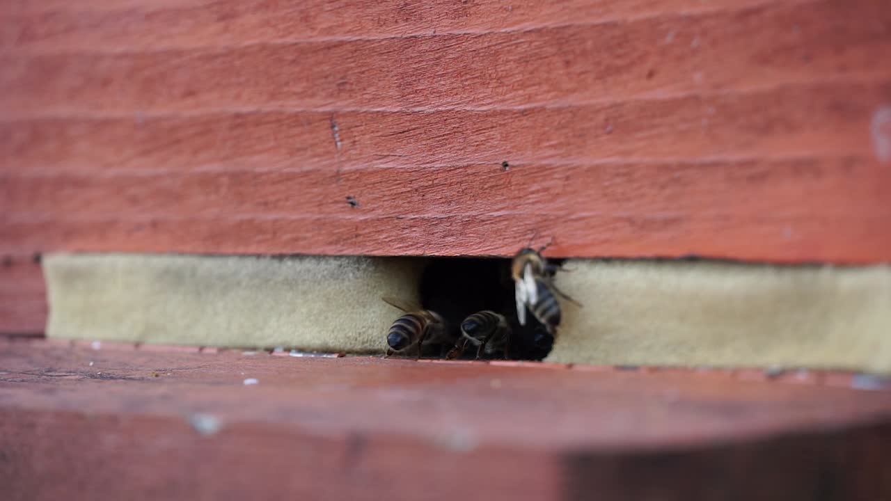 Api intente a raccogliere nettare.