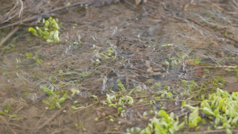 fresh spring melt water in a stream along the banks of which fresh green grass grows. slow motion.