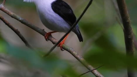 white bearded manakin gives courtship dance perched on tropical colombia woodland tree branch