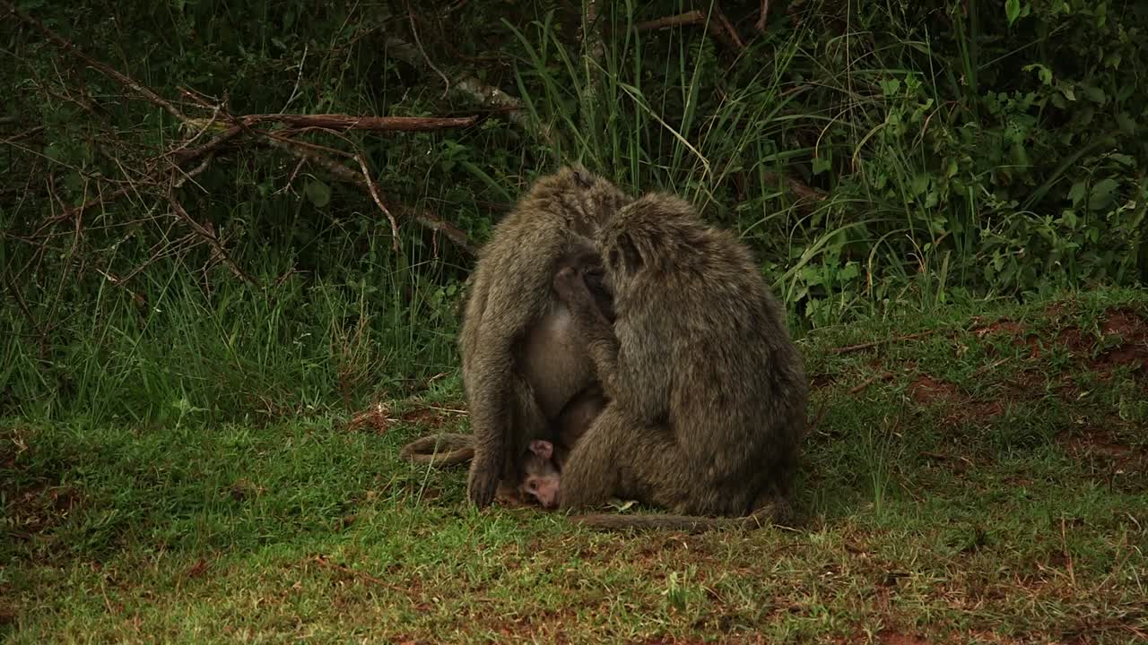 Olivenbavianer sidder og plejer hinanden, mens legesyge unger løber og klatrer rundt om de voksne på græs nær tæt vegetation. Dyrelivsadfærd på safari i Rwanda, om dagen