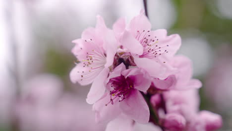 pink color blooms of sakura flowers in kyoto botanical gardens, kyoto, japan