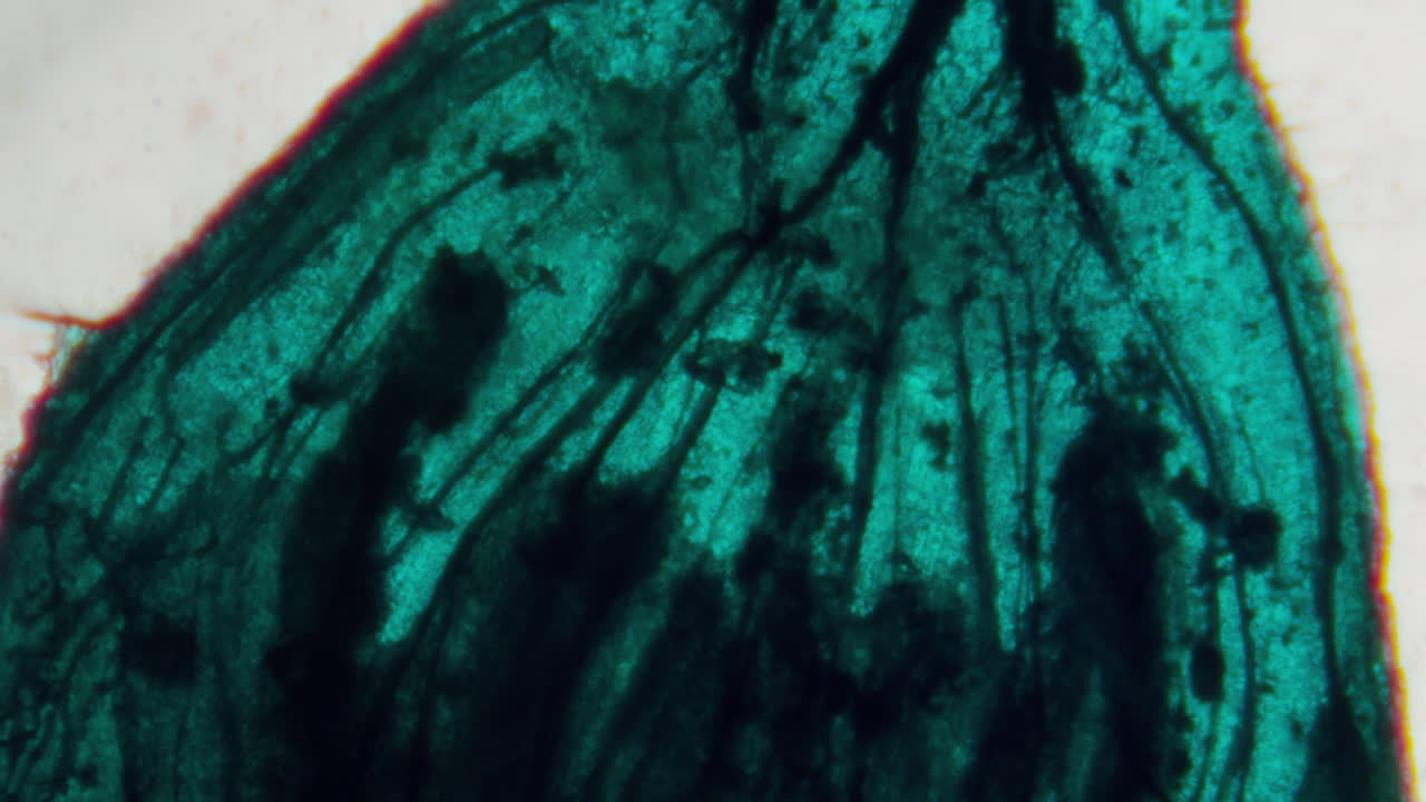 Close-up View of Intricate Green Microscopic Structure