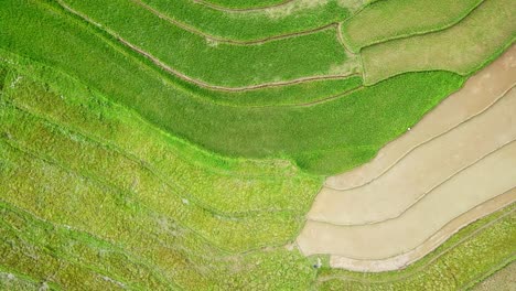 Overhead-drone-shot-of-green-tropical-rice-field