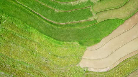 Toma-Aérea-De-Un-Campo-De-Arroz-Tropical-Verde