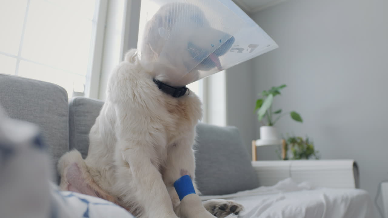 콩쿠르와 붕대를 가진 골든 리트리버가 집에서 휴식을 취하고, 빛으로 가득 찬 방, 애완동물 회복