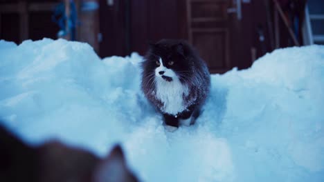 long-haired black and white siberian cat digging snow with its paws