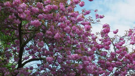 Aufnahme-Aus-Einem-Niedrigen-Winkel-Beim-Spaziergang-Unter-Einem-Rosa-Kirschblütenbaum-In-Voller-Blüte-Mit-Wunderschönen-Rosa-Blüten-An-Einem-Bewölkten-Frühlingstag