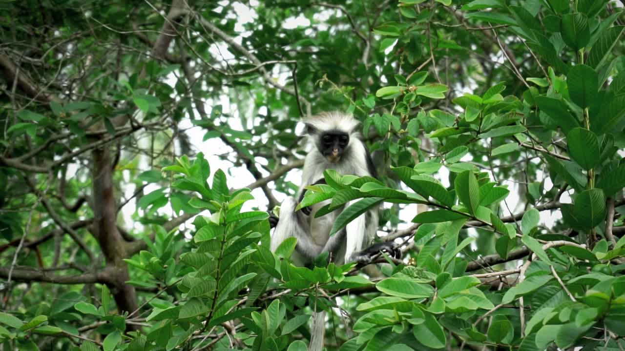clip de cámara lenta de un mono buscando y comiendo frutas de los árboles