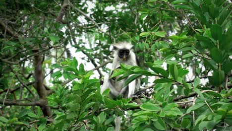 Clip-De-Cámara-Lenta-De-Un-Mono-Buscando-Y-Comiendo-Frutas-De-Los-árboles