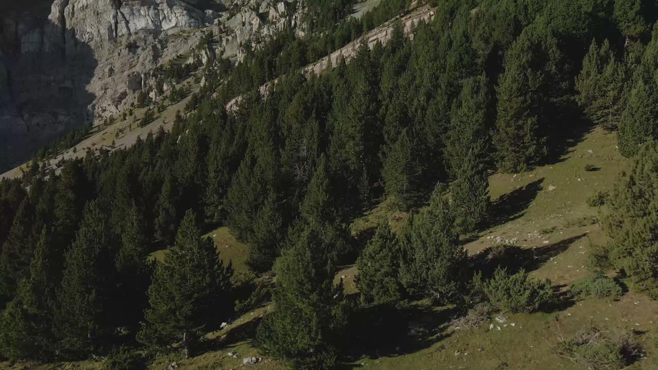 punto de vista aéreo de un dron que asciende desde el suelo para ver el bosque y los pies de la montaña frente a él en la cerdanya, catalunya 4k