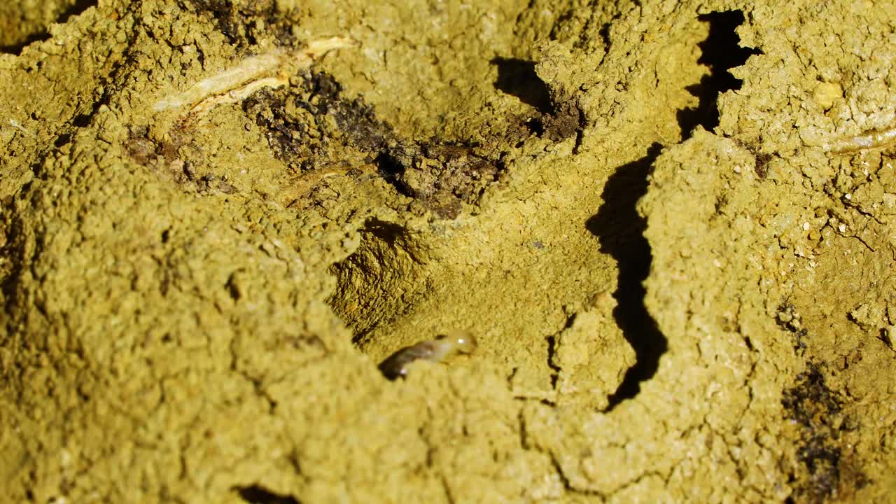 Video macro di termiti che strisciano attraverso un tunnel di terra