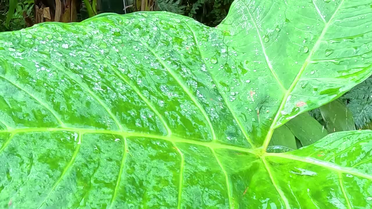 Ekstremt nærbilde av et levende grønt tropisk blad dekket av fuktdråper og detaljerte nerver.