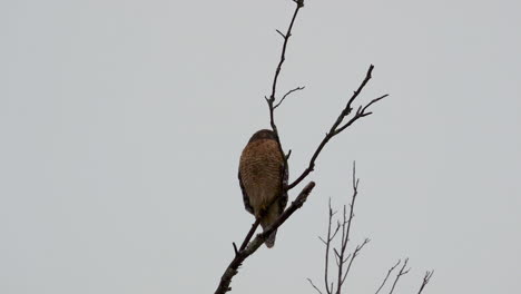 red shouldered hawk perched on a large, barren branch in the pouring rain