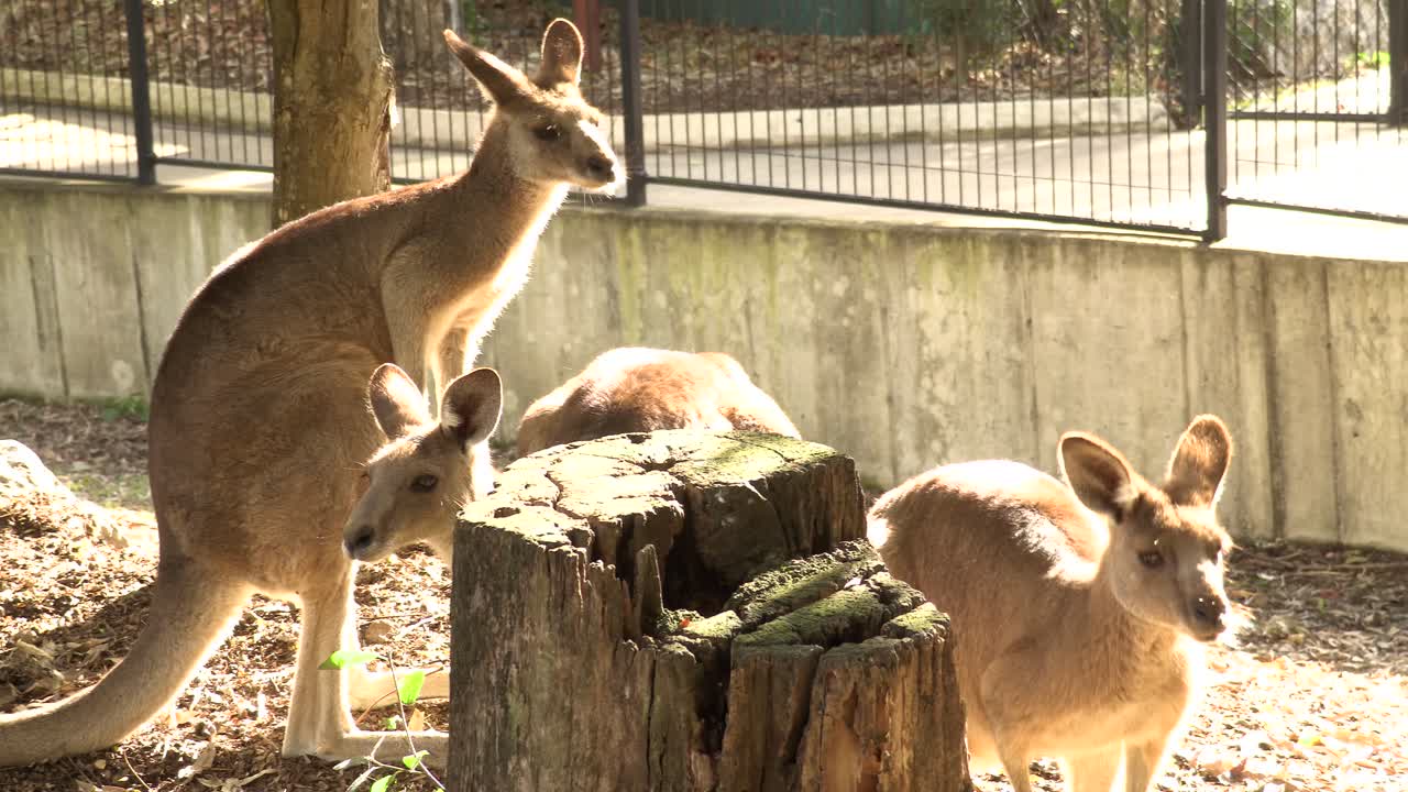 포로 호주 캥거루의 그룹