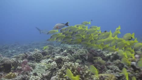 Underwater-Footage