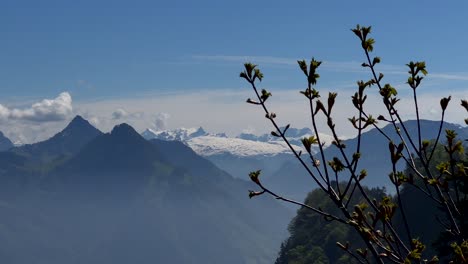 Blühender-Baum-Vor-Verschneiter-Berglandschaft-In-Der-Schweiz