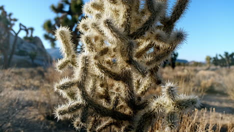 cactus cholla dorados iluminados por el sol en el hermoso paisaje desértico del árbol de joshua en el día